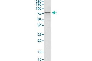 IRAK3 monoclonal antibody (M07), clone 1C9. (IRAK3 antibody  (AA 1-596))