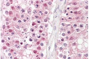 Anti-CSNK2A1 / CKII antibody IHC staining of human testis. (CSNK2A1/CK II alpha antibody)
