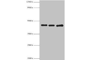 Western blot All lanes: Poliovirus receptor antibody at 3 μg/mL Lane 1: Mouse gonad tissue Lane 2: HepG2 whole cell lysate Lane 3: K562 whole cell lysate Secondary Goat polyclonal to rabbit IgG at 1/10000 dilution Predicted band size: 46, 41, 40, 43 kDa Observed band size: 46 kDa