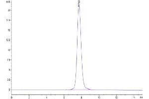 The purity of SARS-CoV-2 Spike S1 (Delta B. (SARS-CoV-2 Spike S1 Protein (B.1.617.2 - delta) (His tag))