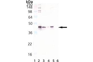 Western Blot analysis of HSP40/Hdj1, pAb : Lane 1: M W Marker, Lane 2: HSP40/Hdj1 (human), (recombinant) Protein , Lane 3: HeLa (heat shocked), (cell lysate)  , Lane 4: 3T3 (heat shocked), (cell lysate) , Lane 5: PC-12, (cell lysate) , Lane 6: DnaJ (E. (DNAJB1 antibody)