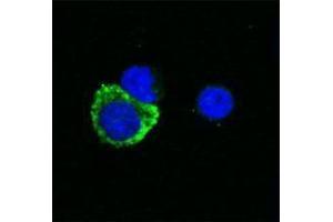 Immunofluorescence (IF) image for anti-Interleukin 1, beta (IL1B) antibody (Biotin) (ABIN2661219) (IL-1 beta antibody  (Biotin))