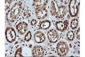 Image no. 2 for anti-Mitogen-Activated Protein Kinase 4 (MAPK4) antibody (ABIN1499312) (MAPK4 antibody)