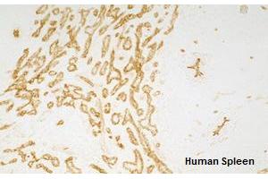 Immunohistochemistry detection of endogenous TIE-2 in cryo sections of human spleen using anti-TIE-2 (human), mAb (tek16) . (TEK antibody  (Extracellular Domain))