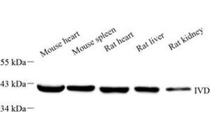 IVD antibody