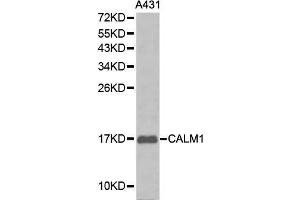 Western blot analysis of A431 cell lysate using CALM1 antibody. (Calmodulin 1 antibody  (AA 1-149))