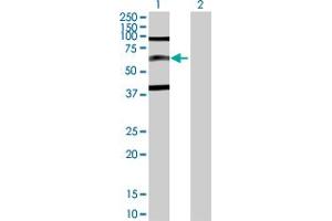 Western Blot analysis of SP110 expression in transfected 293T cell line by SP110 MaxPab polyclonal antibody.
