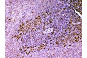 IHC testing of FFPE rat spleen tissue with Ada antibody at 1ug/ml. (ADA antibody  (AA 2-241))