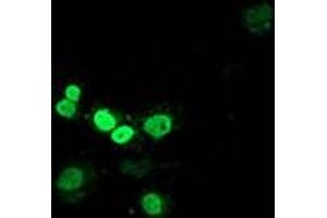 Immunofluorescence (IF) image for anti-Myocyte Enhancer Factor 2C (MEF2C) antibody (ABIN1499364) (MEF2C antibody)