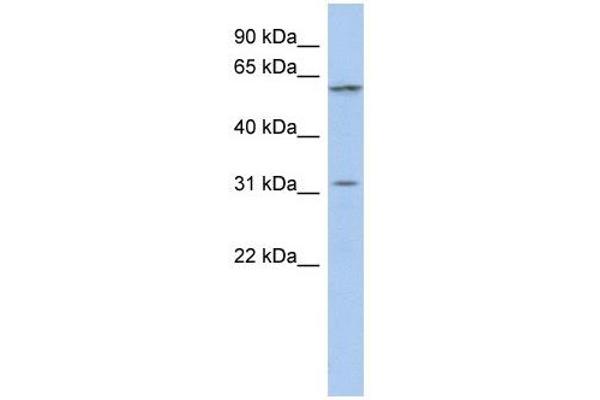 C1ORF110 antibody  (Middle Region)