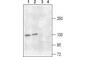Western blot analysis of rat (lanes 1 and 3) and mouse (lanes 2 and 4) brain lysates: - 1,2. (TRKA antibody  (2nd Extracellular Domain))