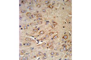 Immunohistochemistry (IHC) image for anti-Corticotropin Releasing Hormone Receptor 2 (CRHR2) antibody (ABIN3002798) (CRHR2 antibody)
