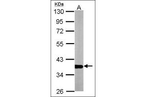 Western blot: Sample (10 µg of whole cell lysate). (GAPDH antibody  (AA 9-323))