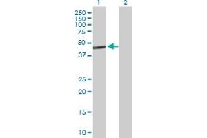 Western Blot analysis of NR1H3 expression in transfected 293T cell line by NR1H3 MaxPab polyclonal antibody. (NR1H3 antibody  (AA 1-402))