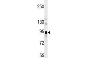 ASAH2 antibody western blot analysis in mouse bladder tissue lysate (ASAH2 antibody  (AA 734-762))