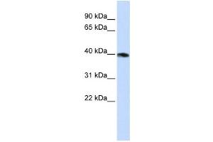 Western Blotting (WB) image for anti-Guanine Nucleotide Binding Protein (G Protein), alpha Z Polypeptide (GNaZ) antibody (ABIN2458622)