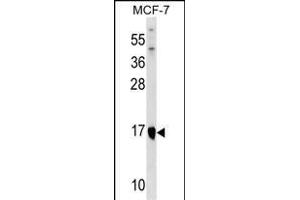 ITGB1BP1 Antibody (Center) (ABIN1537741 and ABIN2849156) western blot analysis in MCF-7 cell line lysates (35 μg/lane). (ITGB1BP1 antibody  (AA 108-136))