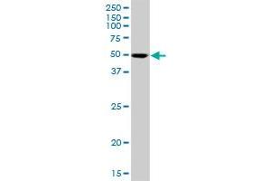 SIL1 MaxPab polyclonal antibody. (SIL1 antibody  (AA 1-461))