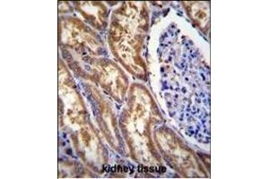 EXOC3L Antibody (C-term) (ABIN655213 and ABIN2844825) immunohistochemistry analysis in formalin fixed and paraffin embedded human kidney tissue followed by peroxidase conjugation of the secondary antibody and DAB staining. (EXOC3L1 antibody  (C-Term))