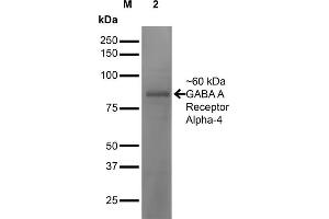 Western Blot analysis of Mouse Brain showing detection of ~60 kDa GABA-A-Receptor-Alpha4 protein using Mouse Anti-GABA-A-Receptor-Alpha4 Monoclonal Antibody, Clone S398A-34 . (GABRA1 antibody  (AA 410-450) (HRP))