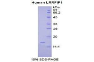 SDS-PAGE (SDS) image for Leucine Rich Repeat (In FLII) Interacting Protein 1 (LRRFIP1) (AA 615-735) protein (His tag) (ABIN1525500) (LRRFIP1 Protein (AA 615-735) (His tag))