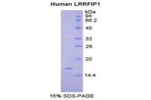 SDS-PAGE (SDS) image for Leucine Rich Repeat (In FLII) Interacting Protein 1 (LRRFIP1) (AA 615-735) protein (His tag) (ABIN1981207) (LRRFIP1 Protein (AA 615-735) (His tag))