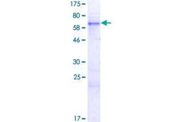 ZFP42 Protein (AA 1-310) (GST tag)