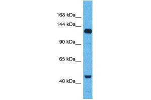 Western Blotting (WB) image for anti-WW and C2 Domain Containing 2 (WWC2) (C-Term) antibody (ABIN2501216) (WWC2 antibody  (C-Term))