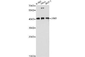 Western blot analysis of extracts of various cell lines, using JUNB antibody. (JunB antibody)