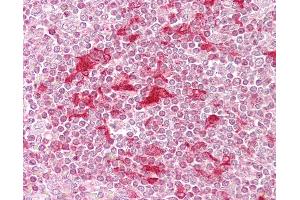 Anti-ETV5 antibody IHC of human spleen. (ETV5 antibody  (AA 61-110))
