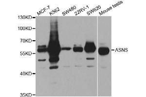 Western blot analysis of extracts of various cell lines, using ASNS antibody. (Asparagine Synthetase antibody  (AA 262-561))