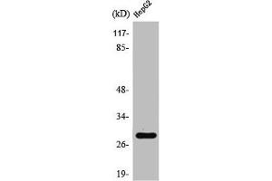 Western Blot analysis of HeLa cells using Spi-C Polyclonal Antibody (SPIC antibody  (Internal Region))