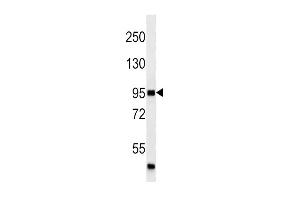 P4K3 (ABIN659123 and ABIN2843762) western blot analysis in  cell line lysates (35 μg/lane). (MAP4K3 antibody)