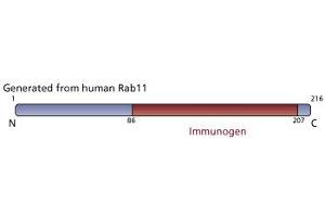 Image no. 2 for anti-RAB11A, Member RAS Oncogene Family (RAB11A) (AA 86-207) antibody (ABIN968091) (RAB11A antibody  (AA 86-207))