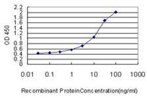 Detection limit for recombinant GST tagged FOXC2 is approximately 0. (FOXC2 antibody  (AA 421-501))