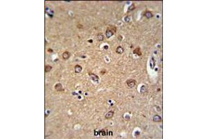 C12orf53 Antibody IHC analysis in formalin fixed and paraffin embedded human brain tissue followed by peroxidase conjugation of the secondary antibody and DAB staining.