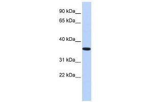 Western Blot showing CPXCR1 antibody used at a concentration of 1. (CPXCR1 antibody  (Middle Region))