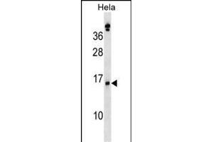 SLPI Antibody (Center) (ABIN1538516 and ABIN2848668) western blot analysis in Hela cell line lysates (35 μg/lane). (SLPI antibody  (AA 59-88))