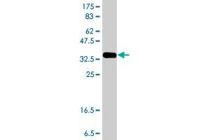 Western Blot detection against Immunogen (37. (REV3L antibody  (AA 2953-3052))