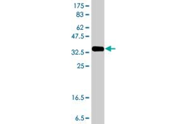 REV3L antibody  (AA 2953-3052)