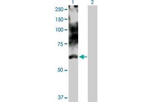 Western Blot analysis of LIMK1 expression in transfected 293T cell line by LIMK1 MaxPab polyclonal antibody. (LIM Domain Kinase 1 antibody  (AA 1-647))