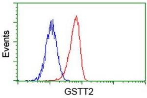 Image no. 2 for anti-Glutathione S-Transferase theta 2 (GSTT2) antibody (ABIN1498556) (GSTT2 antibody)