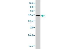 GPR3 antibody  (AA 1-330)