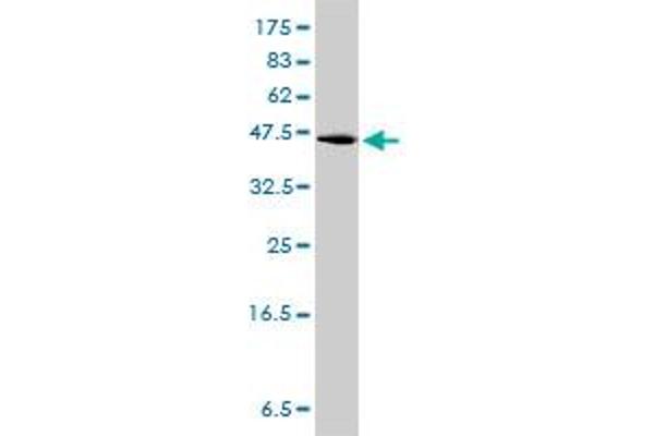 GPR3 antibody  (AA 1-330)