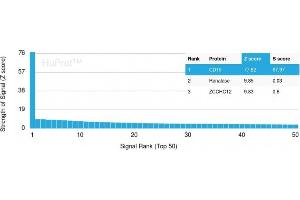 Analysis of Protein Array containing more than 19,000 full-length human proteins using CD19 Monospecific Mouse Monoclonal Antibody (CD19/3116). (CD19 antibody  (AA 96-281))