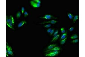 Immunofluorescent analysis of HepG2 cells using ABIN7169292 at dilution of 1:100 and Alexa Fluor 488-congugated AffiniPure Goat Anti-Rabbit IgG(H+L) (PPP6C antibody  (Catalytic Subunit))