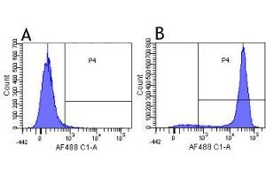 Flow-cytometry using the anti-CD52 research biosimilar antibody Campath-1G (YTH 34. (Recombinant CD52 antibody)