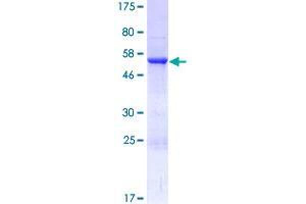 RABL2A Protein (AA 1-229) (GST tag)