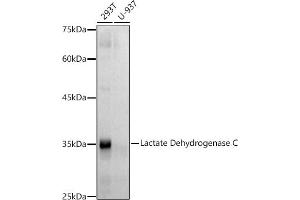 Western blot analysis of extracts of various cell lines, using Lactate Dehydrogenase C antibody (ABIN7268171) at 1:500 dilution. (Lactate Dehydrogenase C antibody)