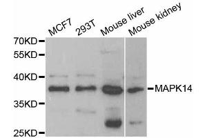 Western blot analysis of extracts of various cell lines, using MAPK14 antibody (ABIN5998182) at 1/1000 dilution. (MAPK14 antibody)